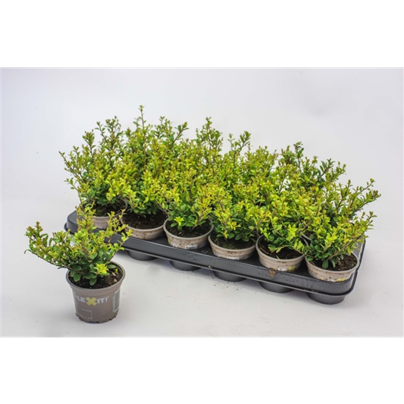 Ilex crenata 'Dark Green'® - P9